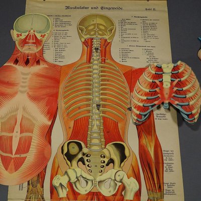 Antique Human Musculature Foldable Anatomical Wall Chart-KJP-1149440