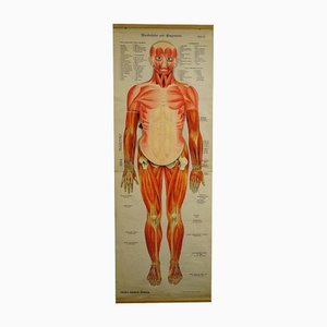 Antique Human Musculature Foldable Anatomical Wall Chart-KJP-1149440