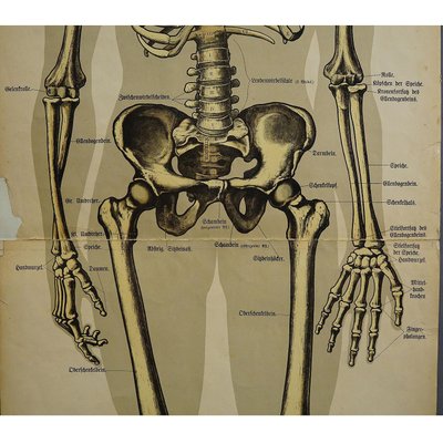 Antique Human Skeleton Anatomical Wall Chart-KJP-1149458