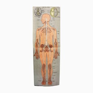 Antique Illustration Anatomy Poster-BQF-1245705