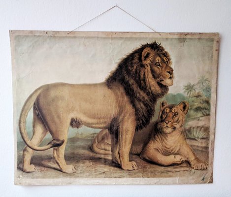 Antique Lion & Lioness Original Educational Wall Chart from A. Pichlers Witwe & Sohn, Vienna, 19th Century-RSE-2041116