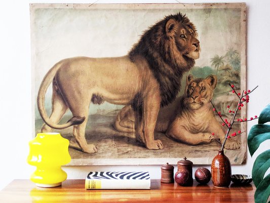 Antique Lion & Lioness Original Educational Wall Chart from A. Pichlers Witwe & Sohn, Vienna, 19th Century-RSE-2041116