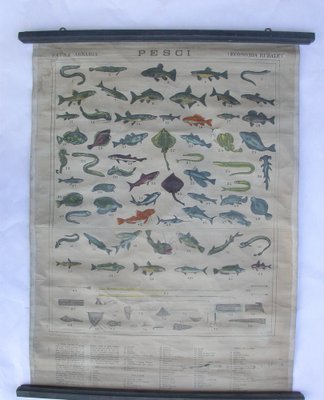 Antique Naturalistic Fish Poster, 1910s-CNH-1806898