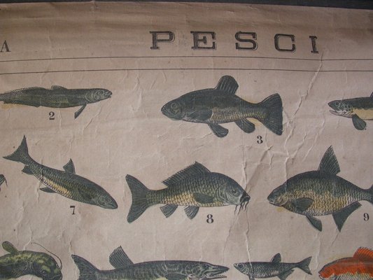 Antique Naturalistic Fish Poster, 1910s-CNH-1806898