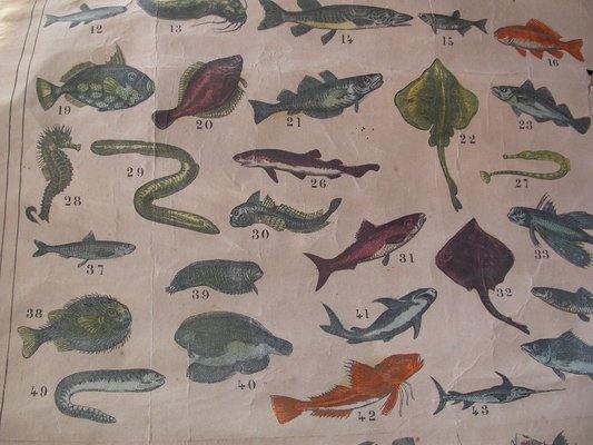 Antique Naturalistic Fish Poster, 1910s-CNH-1806898