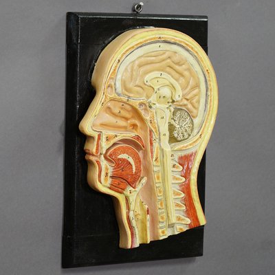 Antique Teaching Aid Median Incision of the Human Head, 1920s-KJP-1149247