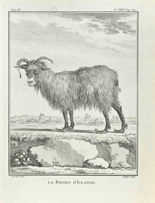 Antoine Defehrt, La Brebis d'Islande, Etching, 1771-ZCI-2029863