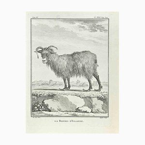 Antoine Defehrt, La Brebis d'Islande, Etching, 1771-ZCI-2029863