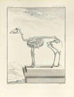 Antoine Defehrt, The Skeleton, Etching, 1771-ZCI-2029952