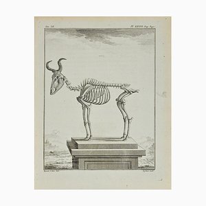 Antoine Defehrt, The Skeleton, Etching, 1771-ZCI-2029907