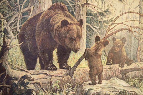 Bear and Cubs School Poster, 1920s-IND-1419490