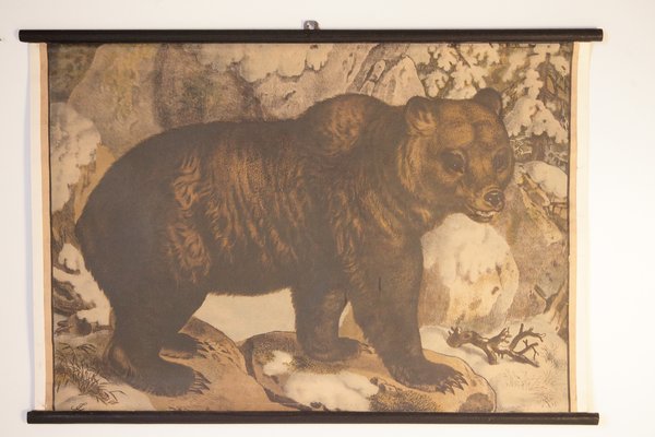 Bear School Poster, 1900s-IND-1419502