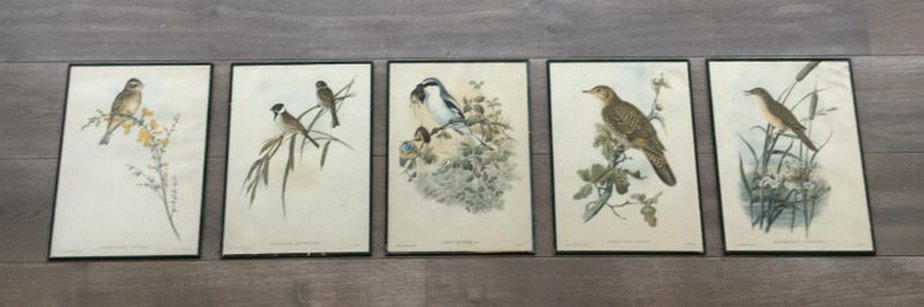 Birds Engraving, 1950s, Set of 5-BA-766239