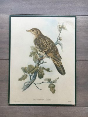 Birds Engraving, 1950s, Set of 5-BA-766239