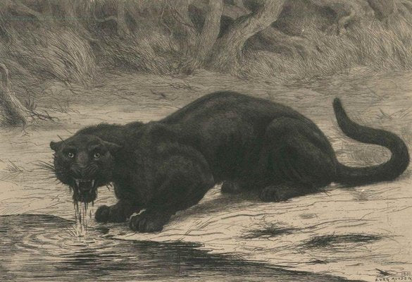 Black Panther - Original Etching and Aquatint by Evert van Muyden - 1901-ZCI-755001