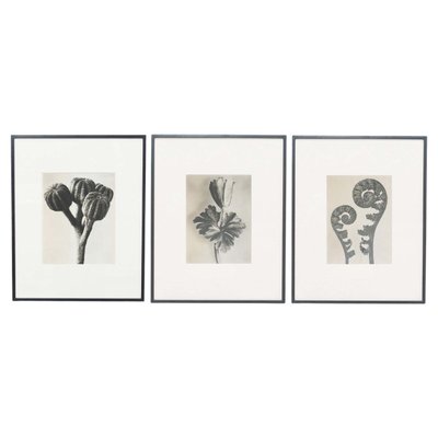 Black & White Botanic Flower Photogravures by Karl Blossfeldt, Set of 3-WM-1174153