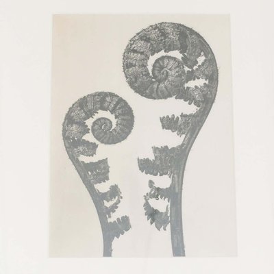 Black & White Botanic Flower Photogravures by Karl Blossfeldt, Set of 3-WM-1174153