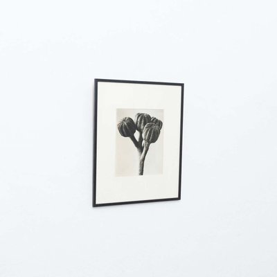 Black & White Botanic Flower Photogravures by Karl Blossfeldt, Set of 3-WM-1174153