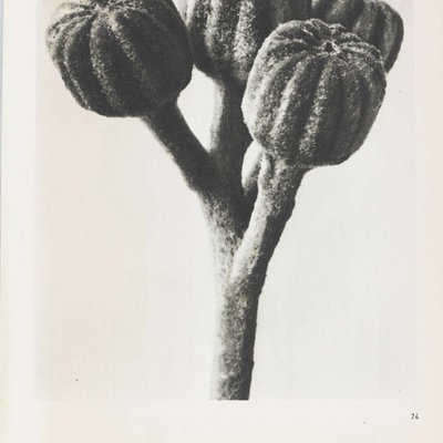 Black & White Botanic Flower Photogravures by Karl Blossfeldt, Set of 3-WM-1174153