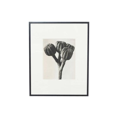 Black & White Botanic Flower Photogravures by Karl Blossfeldt, Set of 3-WM-1174153