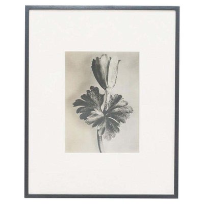 Black & White Botanic Flower Photogravures by Karl Blossfeldt, Set of 3-WM-1174153