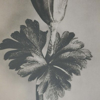 Black & White Botanic Flower Photogravures by Karl Blossfeldt, Set of 3-WM-1174153