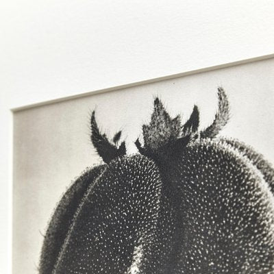 Black White Flower Photogravure Botanic Photography by Karl Blossfeldt, 1942-WM-1044897