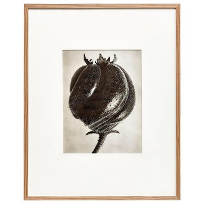 Black White Flower Photogravure Botanic Photography by Karl Blossfeldt, 1942-WM-1044897