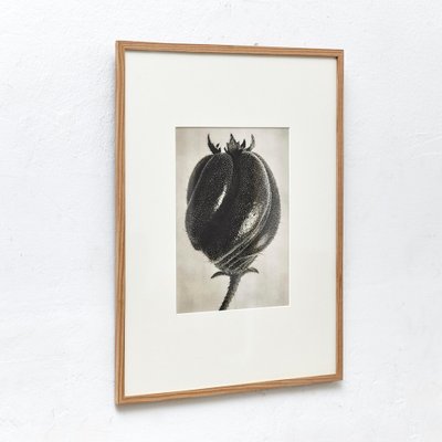 Black White Flower Photogravure Botanic Photography by Karl Blossfeldt, 1942-WM-1044897