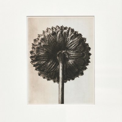 Black & White Flower Photogravure Botanic Photography by Karl Blossfeldt, 1942-WM-575564