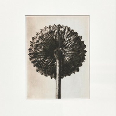 Black White Flower Photogravure Botanic Photography by Karl Blossfeldt, 1942-WM-1044833