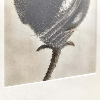 Black White Flower Photogravure Botanic Photography by Karl Blossfeldt, 1942-WM-1044897