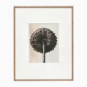 Black & White Flower Photogravure Botanic Photography by Karl Blossfeldt, 1942-WM-575564