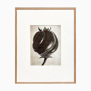 Black White Flower Photogravure Botanic Photography by Karl Blossfeldt, 1942-WM-1044897