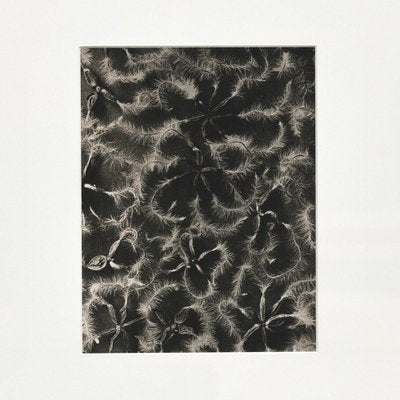 Black White Flower Photogravure Botanic Photography by Karl Blossfeldt, Set of 4-WM-1044813