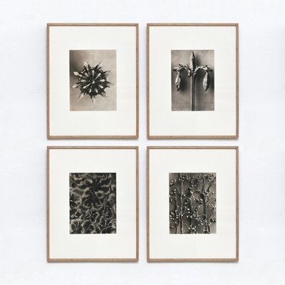 Black White Flower Photogravure Botanic Photography by Karl Blossfeldt, Set of 4-WM-1044813