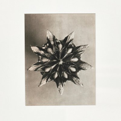 Black White Flower Photogravure Botanic Photography by Karl Blossfeldt, Set of 4-WM-1044813