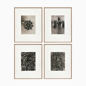 Black White Flower Photogravure Botanic Photography by Karl Blossfeldt, Set of 4-WM-1044813