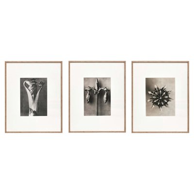 Botanic Photographs in Black and White by Karl Blossfeldt, Set of 3-WM-1278663