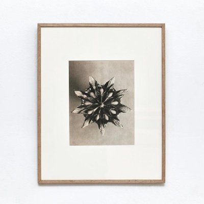 Botanic Photographs in Black and White by Karl Blossfeldt, Set of 3-WM-1278663