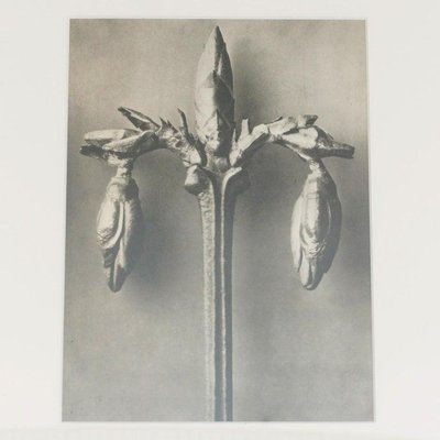 Botanic Photographs in Black and White by Karl Blossfeldt, Set of 3-WM-1278663