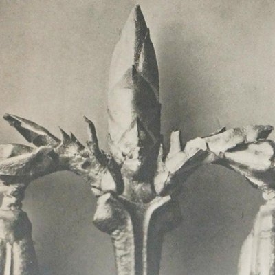 Botanic Photographs in Black and White by Karl Blossfeldt, Set of 3-WM-1278663