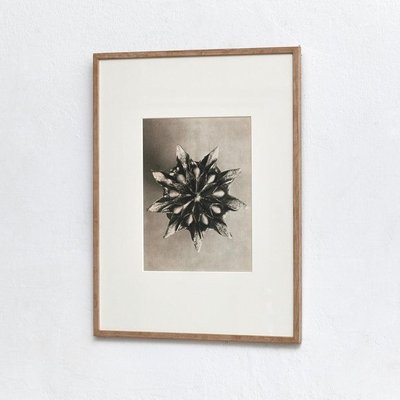 Botanic Photographs in Black and White by Karl Blossfeldt, Set of 3-WM-1278663