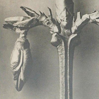 Botanic Photographs in Black and White by Karl Blossfeldt, Set of 3-WM-1278663