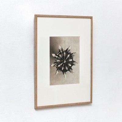 Botanic Photographs in Black and White by Karl Blossfeldt, Set of 3-WM-1278663