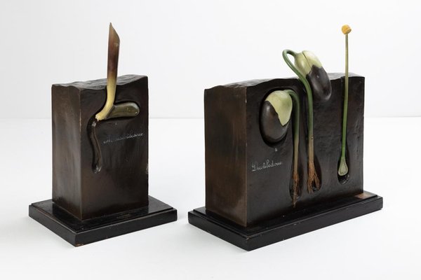 Botanical Didactic Models, 1930s, Set of 2-DZU-1693505