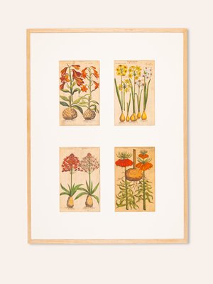 Botanical Drawings, 18th Century, Colored Copper Engraving-GPP-1060083