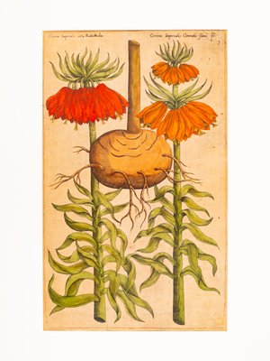 Botanical Drawings, 18th Century, Colored Copper Engraving-GPP-1060083