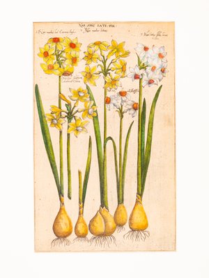 Botanical Drawings, 18th Century, Colored Copper Engraving-GPP-1060083