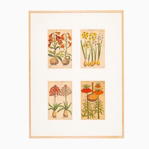 Botanical Drawings, 18th Century, Colored Copper Engraving-GPP-1060083